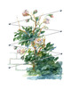 Kletterhilfe / Rankhilfe aus Edelstahl in Seilspanntechnik - fr alle Kletterpflanzen u. Rosen