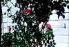 Kletterhilfe / Rankhilfe aus Edelstahl in Seilspanntechnik - fr alle Kletterpflanzen u. Rosen